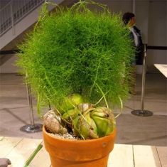 bowiea volubilis