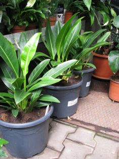 anthurium obtusum