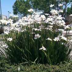 dietes iridioides