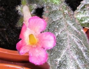 episcia "purple rain"
