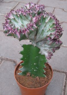 euphorbia lactea cristata rubra