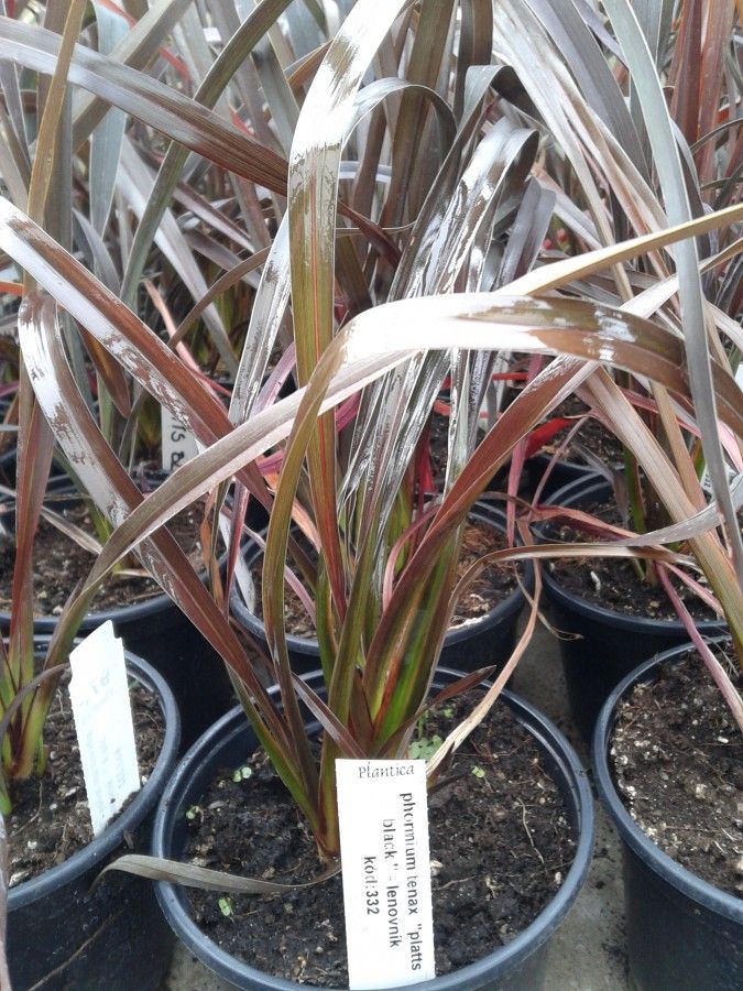 Phormium tenax 