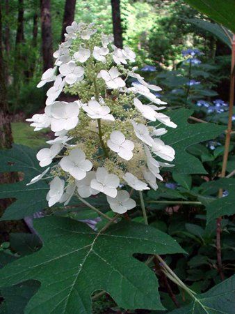 Hydrangea quercifolia - hortenzie dubolistá