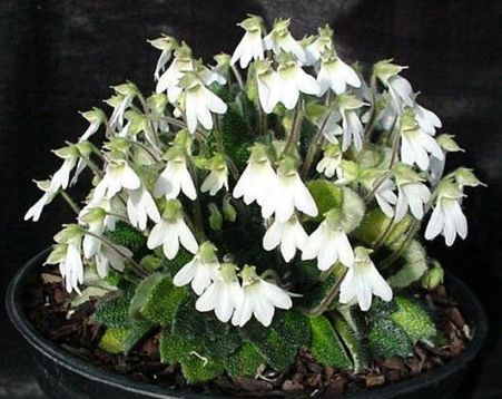 Petrocosmea rosettifolia