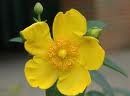 Hypericum "hidcote"