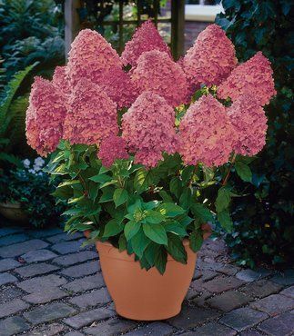 Hydrangea paniculata "magical fire" - hortenzie latnatá
