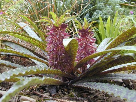 Chocholatka - eucomis vandermerwei "octopus"