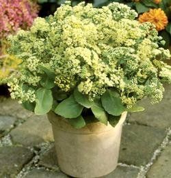Sedum "sunkissed" - rozchodník