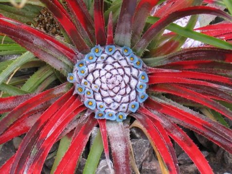 Bromelia fascicularia "bicolor" - venkovní bromelie