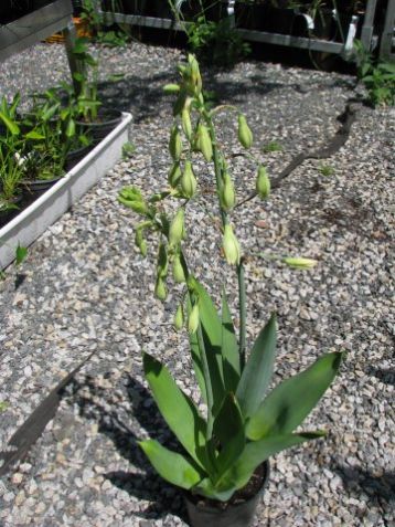 Galtonia viridiflora - galtonie zelenokvětá, letní hyacint