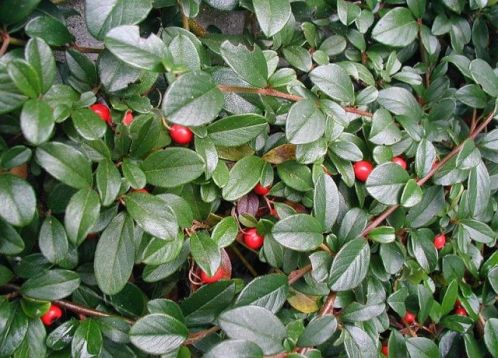 Cotoneaster dammeri - skalník