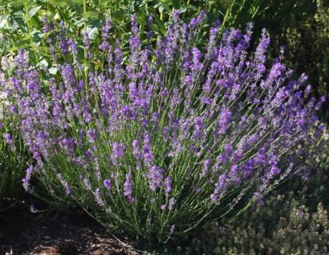 Lavandula anguistifolia - levandule úzkolistá