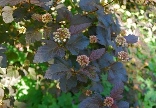 Physocarpus opulifolius "diabolo"