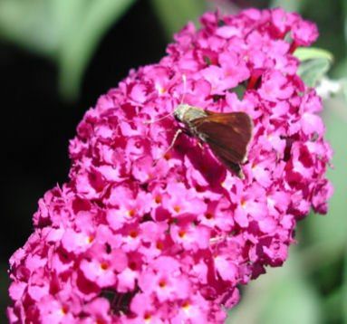 Buddleja davidii "fascinating" - motýlí keř