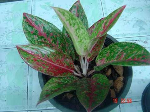 Aglaonema commutatum "happiness" - aglaonema proměnlivá