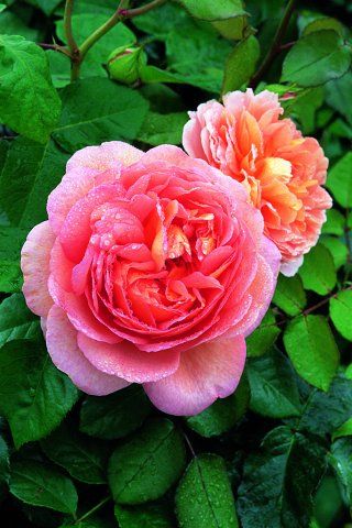Abraham darby