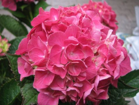 Hydrangea macrophylla "forever & ever ®" red