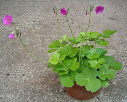 Oxalis bowie "amaranth"