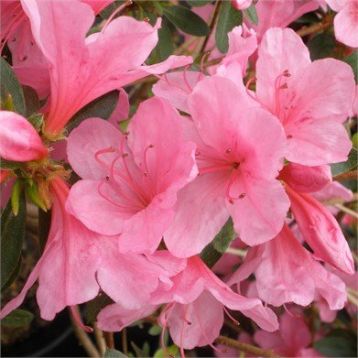 Rhododendron obtusum "madame van hecke"