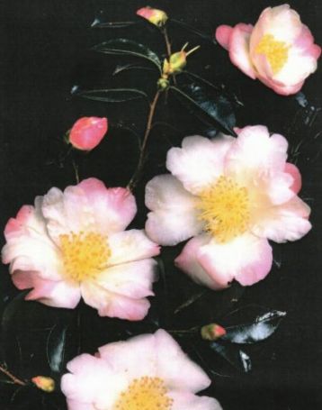 Camellia sasanqua "betty lynda"