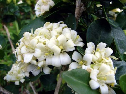 Murraya paniculata -pomeračový jasmín, murája