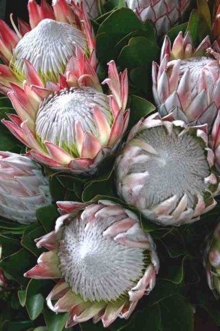Speciální hnojivo pro protea, leucospermum .....