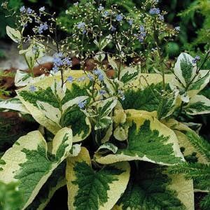 Brunnera macrophylla "hadspen cream "- forget-me