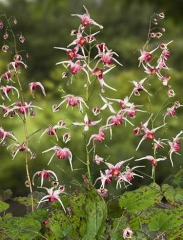 Epimedium "pink champagne"