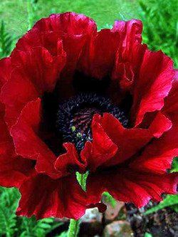 Papaver orientalis "heartbeat"