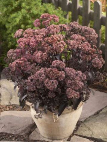 Sedum "coral reef" - rozchodník