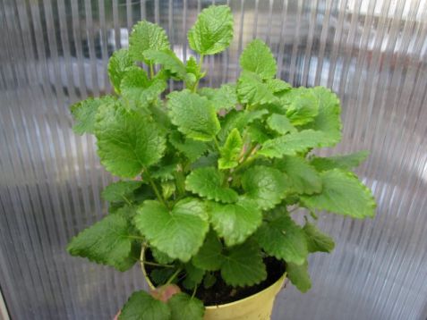 Melissa officinalis