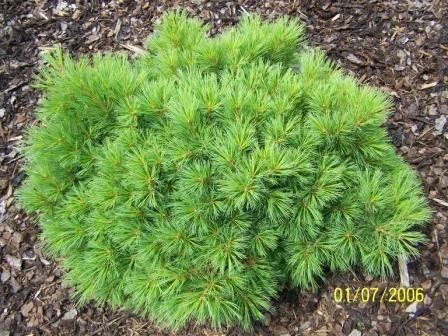 Pinus strobus "mijoi" - čarověník