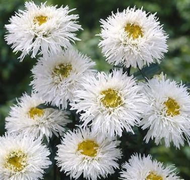 Leucanthemum "laspider" - zahradní kopretina
