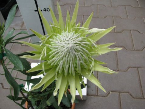Protea cynaroides "white crown"