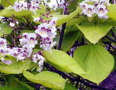 Catalpa bignonioides "aurea"