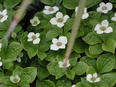 Cornus canadensis