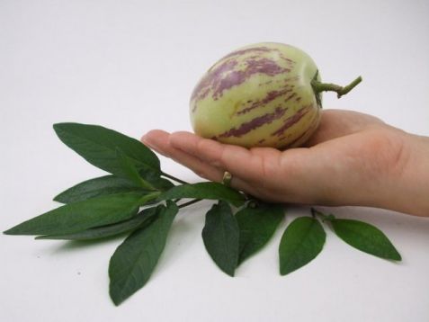 Solanum muricatum - pepíno
