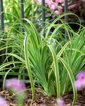 Carex trifida "rekohu sunrise "sedge trigeminal