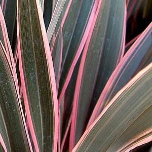 Phormium tenax "pink stripe"