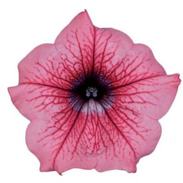 Petunia "hot red"