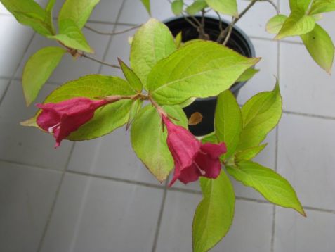 Weigela "goldrush" - vajgélie