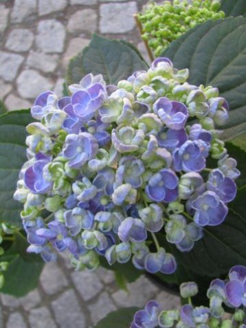 Hydrangea macr. "hovaria hopcorn" - hortenzie