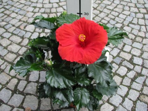 Hibiscus sin. "volcano" - ibišek pokojový, 4denní