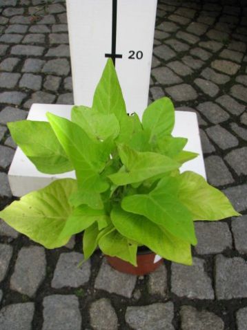 Ipomea batatas "marguerite" - batát