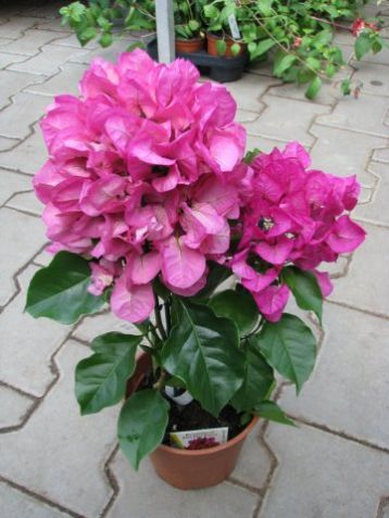 Bougainvillea "vera deep purple"