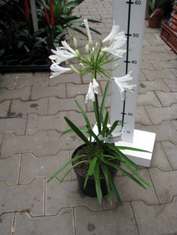 Agapanthus "sylvia"