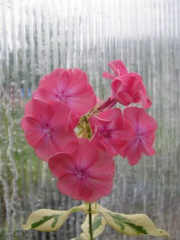 Phlox paniculata "becky towe" - plaménka panašovaná