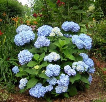 Hydrangea macrophylla "endless summer" - modrá / růžová