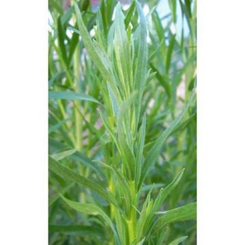 Artemisia dranunculus "pfefferkorn"