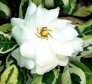 Tabernaemontana divaricata variegata